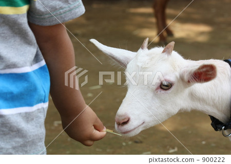 white goat, feeding, goat 900222