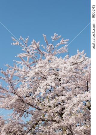 Spring full bloom Spring full bloom 900245