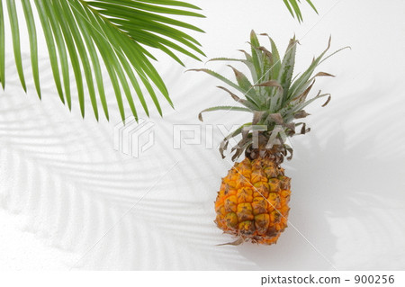 Snack pine 900256