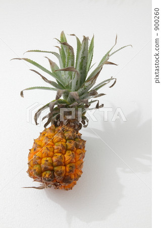 Snack pine Snack pine 900260