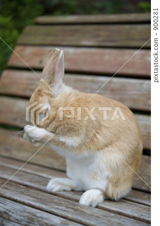 netherland dwarf, bunny, rabbit 900281