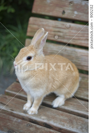 netherland dwarf, bunny, rabbit 900282