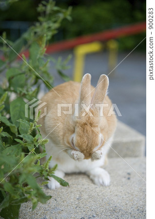 netherland dwarf, bunny, rabbit 900283