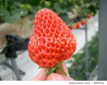 Sweet strawberry Sweet strawberry 900562