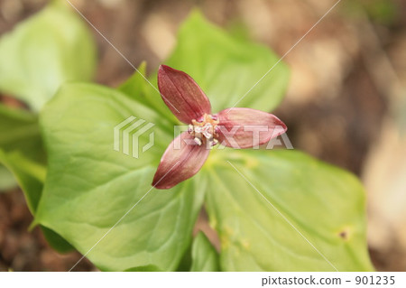 trillium, alpine plant, bloom 901235
