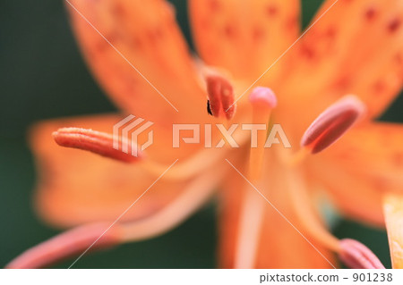 pistil, stamen, lilium lancifolium 901238