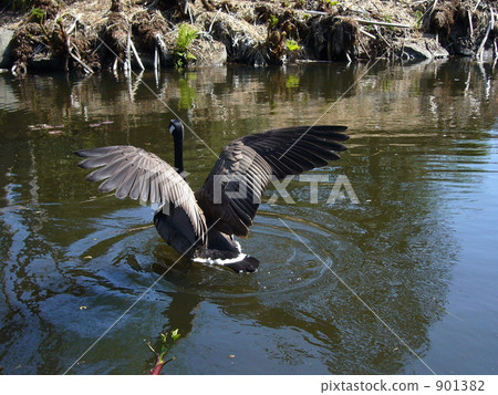 The moment of arrival in Canada Goose 901382
