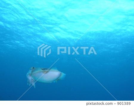 烏賊 烏賊 901389