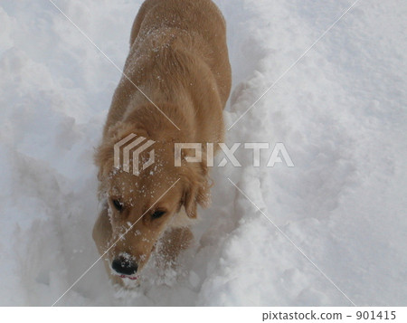 Golden retriever 901415