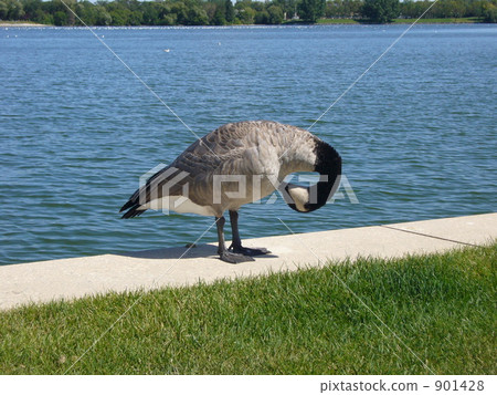 鵝梳理 鵝梳理 901428