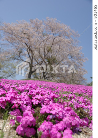 moss phlox, yoshino cherry, yoshino cherry tree 901465