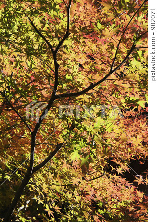 I turn red leaves and see the first maple in light 902071