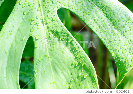 Leaves with waterdrops Leaves with waterdrops 902401