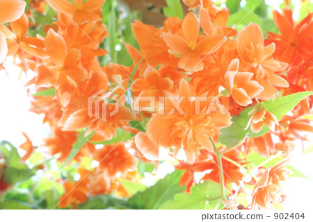 Orange's Begonia Orange's Begonia 902404