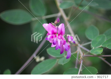 Hagi flower Hagi flower 902717