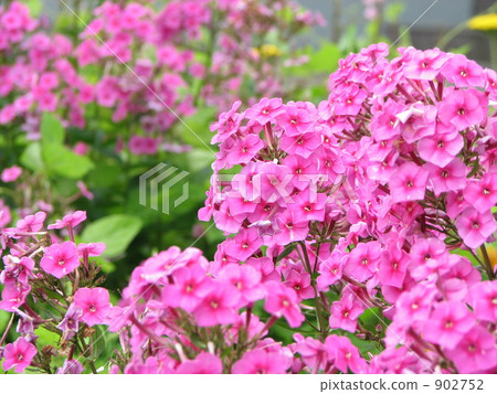 Pink Hirsau Pink Hirsau 902752