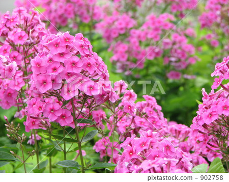 Pink Hirsau 902758