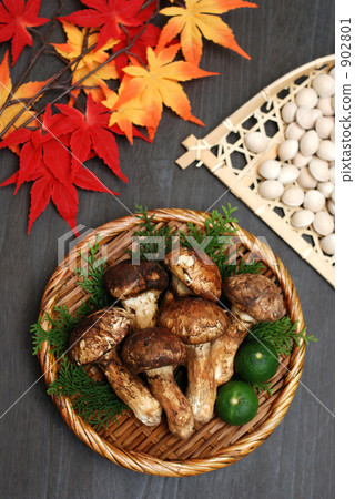Matsutake and ginkgo 902801