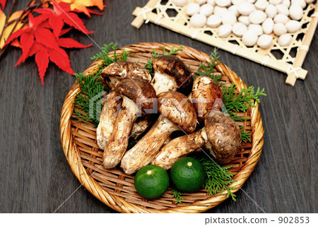 松茸和銀杏 902853