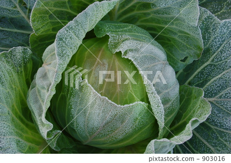 cabbage cabbage 903016
