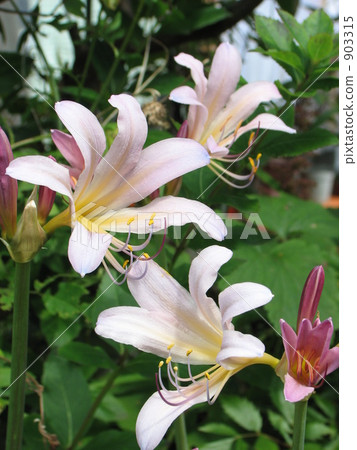 Summer Narcissus (Natsuisen) Summer Narcissus (Natsuisen) 903315