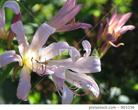 Summer Narcissus (Natsuisen) 903336