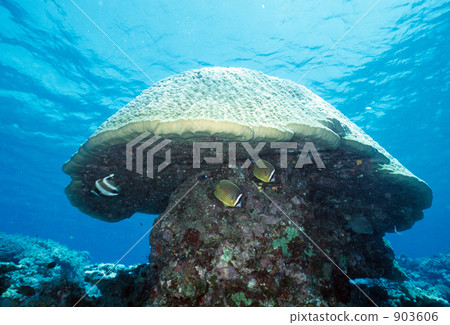 海底的 海裡 水生的 903606
