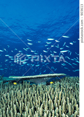 bananafish, school of fish, saltwater fish 903613