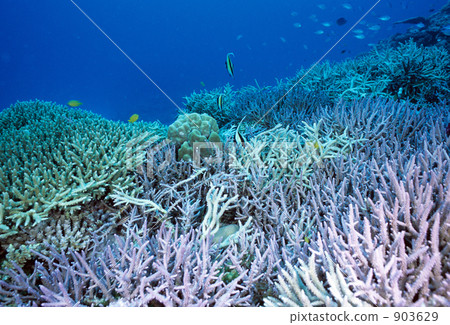 branch coral, staghorn coral, in the sea 903629