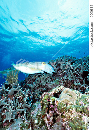 寬腕烏賊 金烏賊 鹹水魚 903655