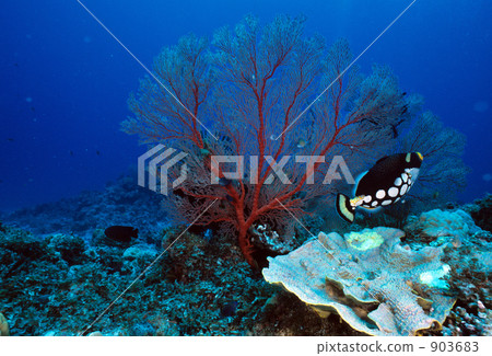 melithaea, in the sea, undersea 903683