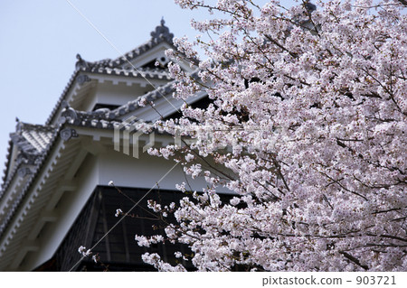 熊本城堡和櫻花 903721