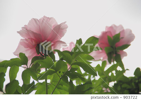 Peony flowers taken at Higashimatsuyama Peony Mansion Peony flowers taken at Higashimatsuyama Peony Mansion 903722