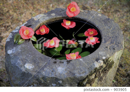 scattered camellia japonica leafe, scattered japanese camellia leafe, hakone 903905