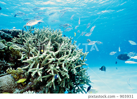 striped large-eye bream, gold-lined sea-beam, saltwater fish 903931