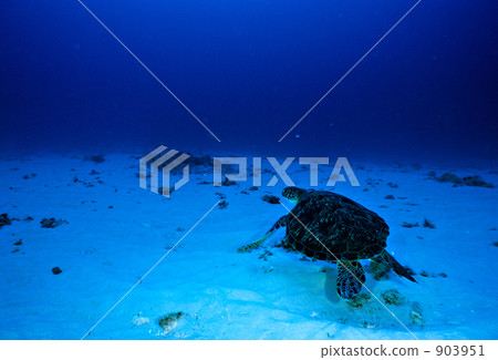 海龜 海底的 海裡 903951
