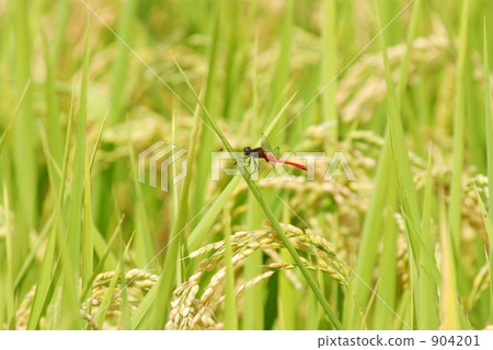 Red dragonfly and rice ear 904201