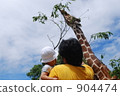 reticulated giraffe, giraffe, nagasaki biopark 904474