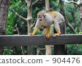 common squirrel monkey, saimiri, squirrel monkey 904476