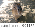 capybara, nagasaki biopark, face up-close 904482