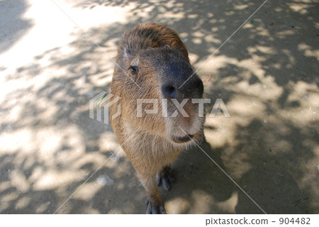 capybara, nagasaki biopark, face up-close 904482
