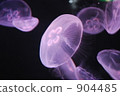 jellyfish, aquarium, fishtank 904485