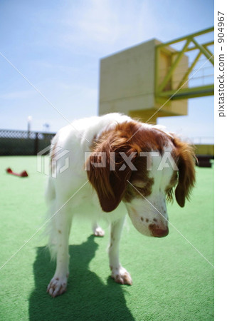 布列塔尼獵犬 布列塔尼獵犬 904967