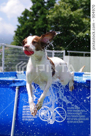 布列塔尼獵犬 布列塔尼獵犬 904970