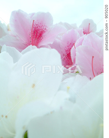 Azalea of Asaka Mountain Water Treatment Plant 905020