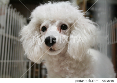 粉碎貴賓犬 粉碎貴賓犬 905046