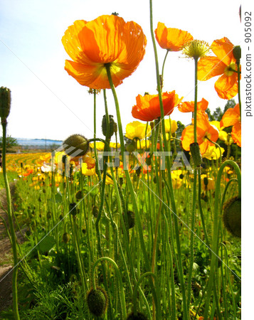 May Tomita林業農業公園沙巴農場罌粟花 May Tomita林業農業公園沙巴農場罌粟花 905092