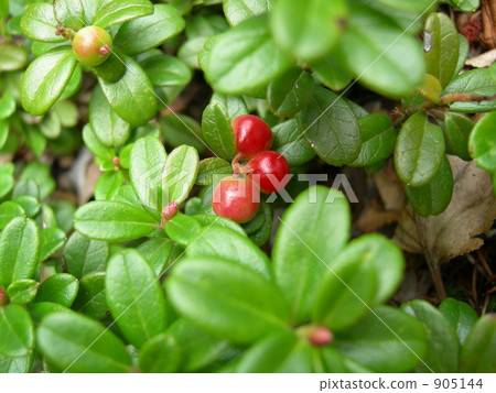 覆盆子 覆盆子 905144