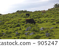 Shikoku Karst 's cow 905247