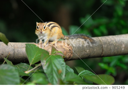 松鼠 花鼠 凝視 905249
